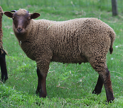lamb26